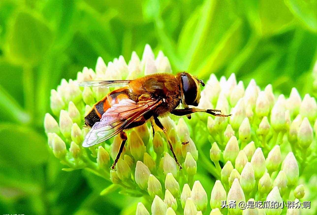 十个动物冷知识：蜜蜂爱偷懒，蜗牛爱“肥宅”